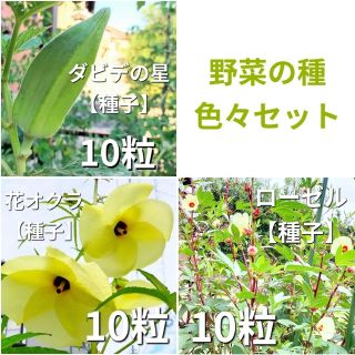 野菜の種　３種セット　ダビデの星　花オクラ　ローゼル(その他)