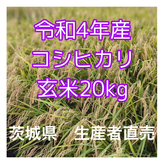 令和４年　茨城県産　コシヒカリ　白米20Kg   送料無料　(お値下げしました)