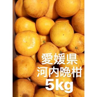 愛媛県産　宇和ゴールド　河内晩柑　5kg(フルーツ)