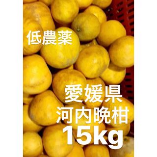 愛媛県産　低農薬　宇和ゴールド　河内晩柑　15kg(フルーツ)