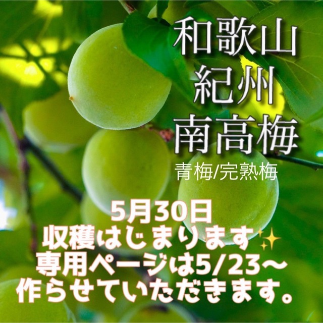 ポスト【訳あり】かつお梅干し400g 和歌山県産紀州南高梅 食品/飲料/酒の加工食品(漬物)の商品写真