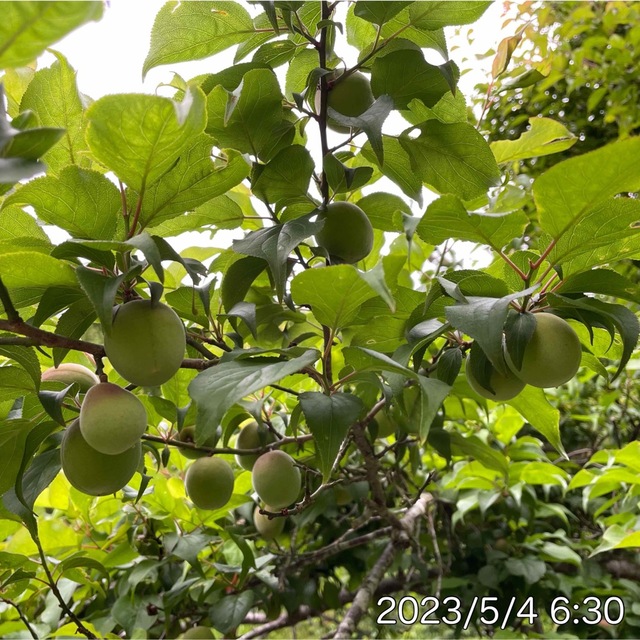 ポスト【訳あり】かつお梅干し400g 和歌山県産紀州南高梅 食品/飲料/酒の加工食品(漬物)の商品写真