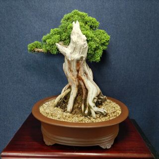 糸魚川真柏 中品盆栽 早い者勝ちの通販 by しょうや's shop|ラクマ