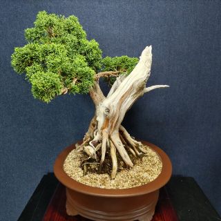 糸魚川真柏 中品盆栽 早い者勝ちの通販 by しょうや's shop|ラクマ