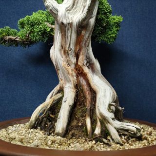 糸魚川真柏 中品盆栽 早い者勝ちの通販 by しょうや's shop|ラクマ