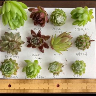 多肉植物◇センペル　お名前付きセット(その他)