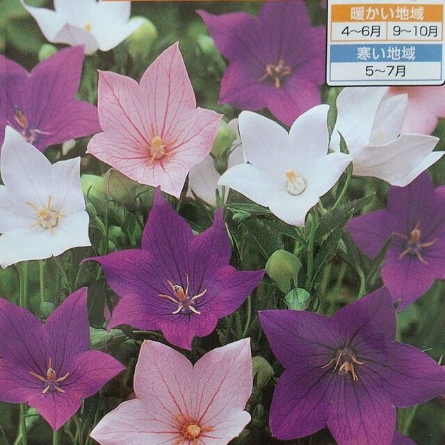 花の種       桔梗ミックス＋オマケ ハンドメイドのフラワー/ガーデン(プランター)の商品写真