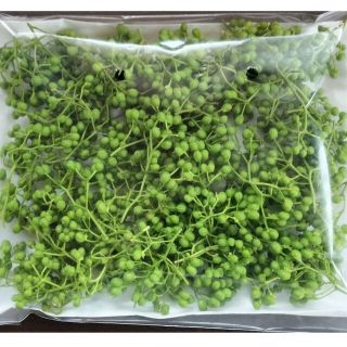 大分県産 朝倉山椒の実 50g 無農薬✨ 青山椒 実山椒(野菜)