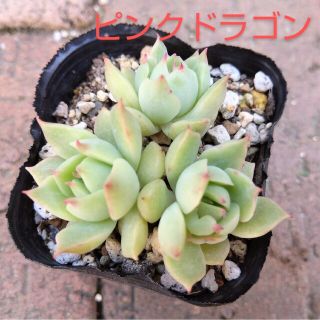 多肉植物　ピンクドラゴン　抜き苗(その他)