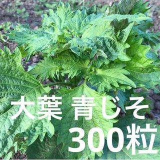 青しその種、青じその種、青紫蘇の種、大葉の種、青シソの種、青ジソの種(野菜)