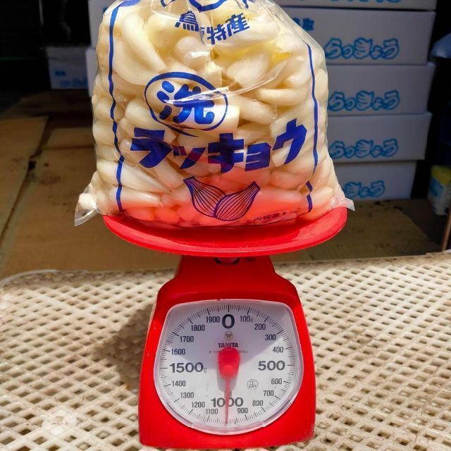 【鳥取県産】らっきょう 5kg 洗いらっきょう 鳥取 砂丘らっきょう らっきょ 食品/飲料/酒の食品(野菜)の商品写真