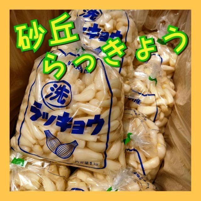 【鳥取県産】らっきょう 2kg 洗いらっきょう 鳥取 砂丘らっきょう らっきょ 食品/飲料/酒の食品(野菜)の商品写真