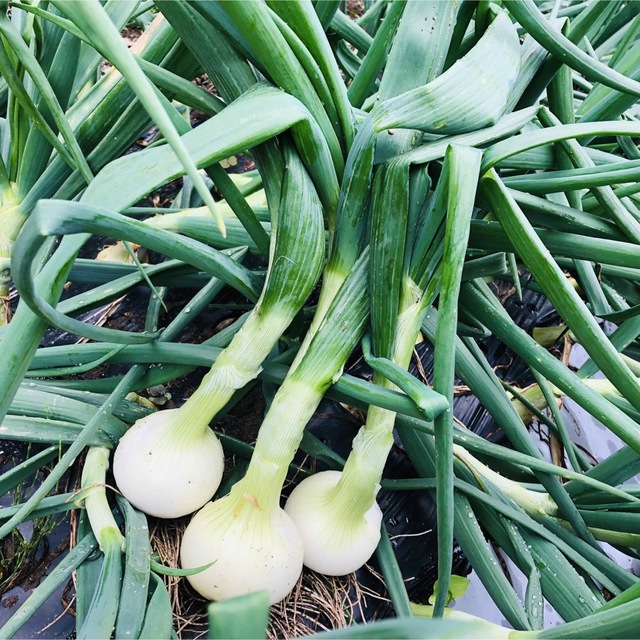 【採れたて野菜】看護師が育てる優しい野菜詰め合わせセット　採れたて野菜詰合 食品/飲料/酒の食品(野菜)の商品写真