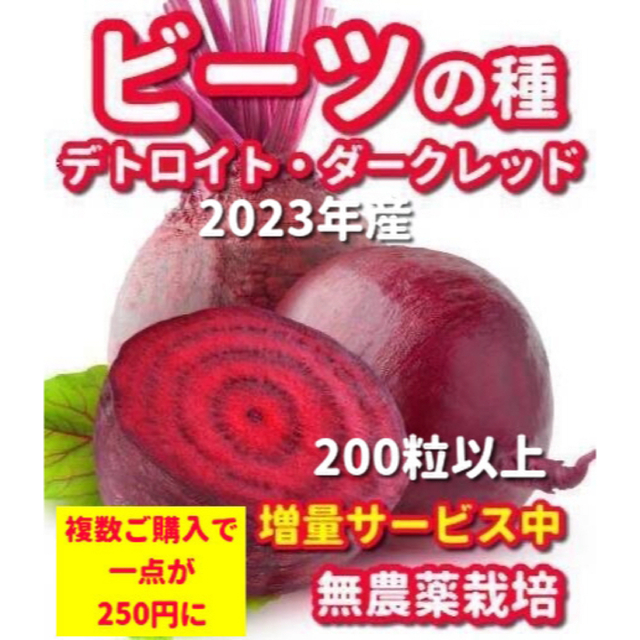 しもちゃん様専用★ビーツ種デトロイトダークレッド【200粒以上】➕ズッキーニの種 食品/飲料/酒の食品(野菜)の商品写真