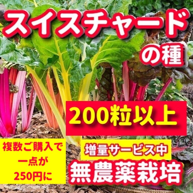 スイスチャードの種【200粒以上】★令和5年産・無農薬栽培の種 食品/飲料/酒の食品(野菜)の商品写真