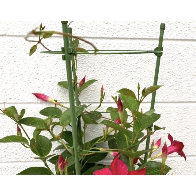 サンパラソル　鉢花　苗　観葉植物　6号鉢植え　ヤマト便発送 ハンドメイドのフラワー/ガーデン(プランター)の商品写真