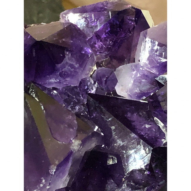 フタゴヤシ 世界遺産 禁断の果実 | ohmygelnails.com