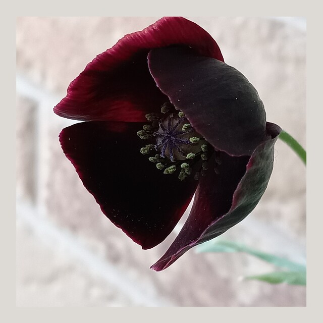 育て方付き❀ブラックだけどとっても可憐なポピー*ブラックマジック*花の種 ハンドメイドのフラワー/ガーデン(その他)の商品写真