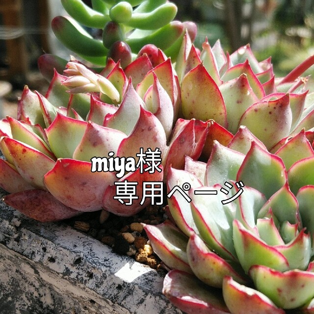 miya様専用ページ | フリマアプリ ラクマ
