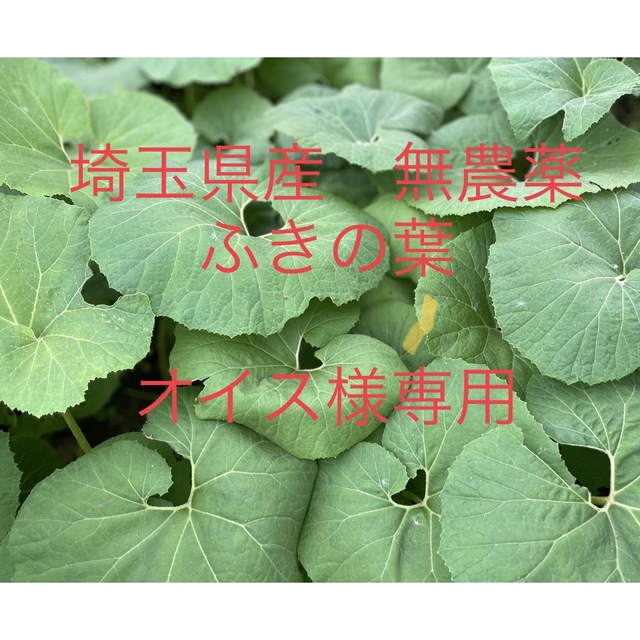 埼玉県産　無農薬　ふき蕗　700g 食品/飲料/酒の食品(野菜)の商品写真