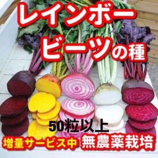 レインボービーツの種【50粒以上】★無農薬栽培の種・増量サービス中(野菜)