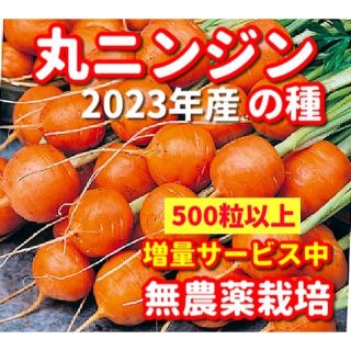 丸ニンジン種【500粒以上】無農薬栽培の種・増量サービス中★令和5年2月産(野菜)