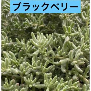 多肉植物　 アルブム　ブラックベリー(その他)