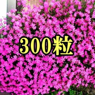 育てやすく丈夫で豪華に咲く　 シレネ　ピンクパンサー　 種　３００粒以上(その他)