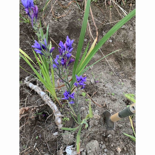 今春開花！これから人気の為♪再掘り起こし！バビアナ青2球　※(無農薬)芽出し！ ハンドメイドのフラワー/ガーデン(プランター)の商品写真