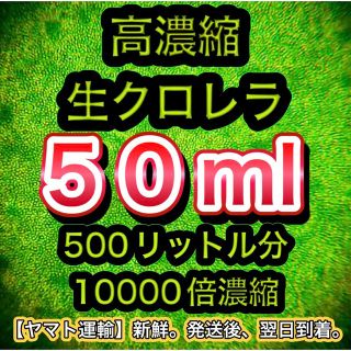 【高濃縮】生クロレラ原液【鮮度】50ml 稚魚 めだか メダカ 熱帯魚(アクアリウム)