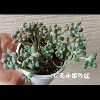 多肉植物　だるま姫秀麗　抜き苗(その他)