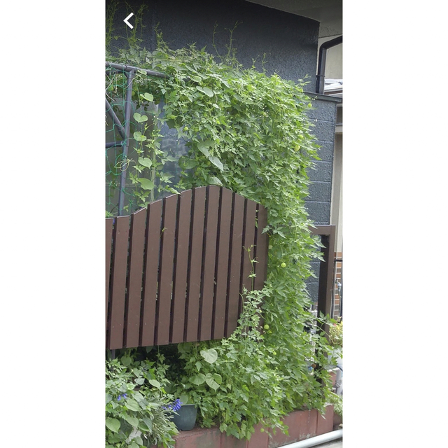 フウセンカズラの種☆150粒＋α☆ ハンドメイドのフラワー/ガーデン(その他)の商品写真