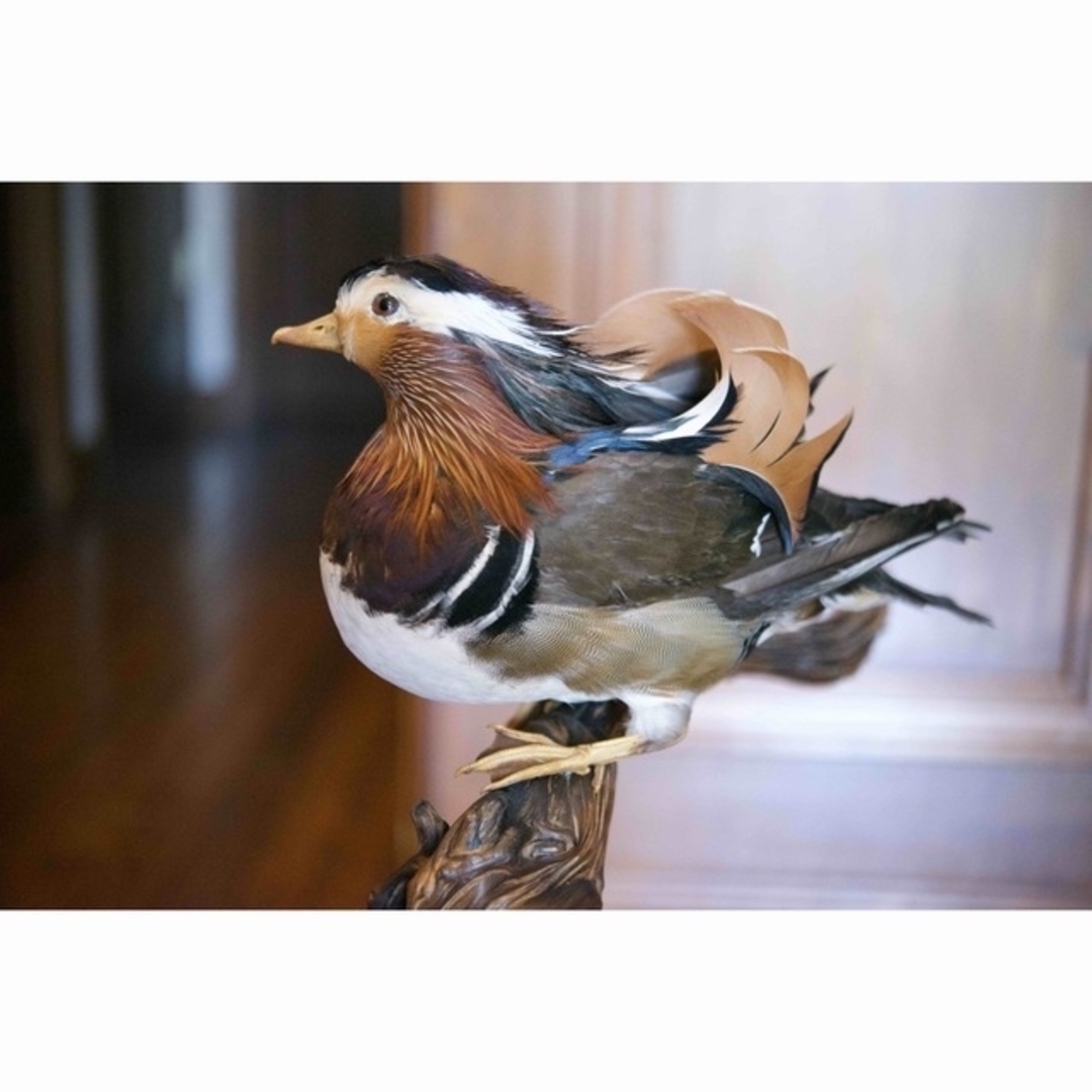おしどり夫婦 鴛鴦 剥製 鳥 鳥類 ハクセイ はくせい はく製 百日紅-