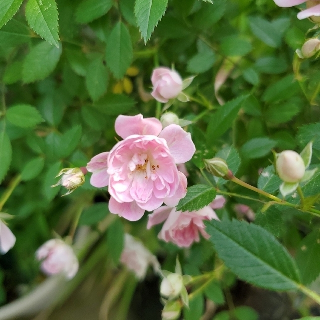 ミニ薔薇苗 ハンドメイドのフラワー/ガーデン(その他)の商品写真