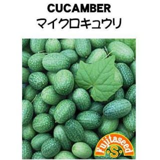 ＜野菜の種＞マイクロきゅうり　スイカのような模様　タネ　２０粒(プランター)