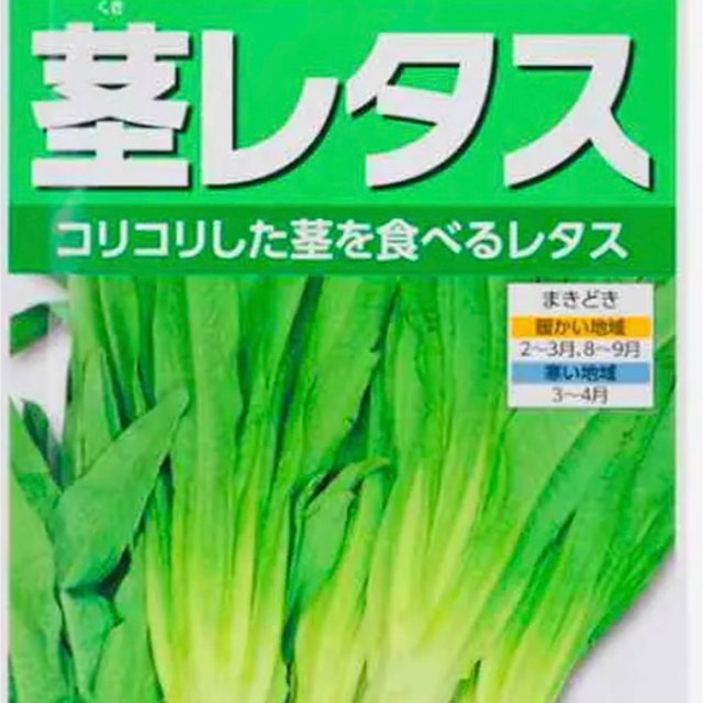 山くらげ（ステムレタス)  茎レタス　莴苣。野菜種    30粒 食品/飲料/酒の食品(野菜)の商品写真