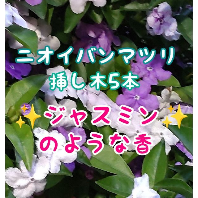 🌷強香☘️ニオイバンマツリｘ5本①挿し穂☘️ジャスミンのようなさわやかな香り ハンドメイドのフラワー/ガーデン(プランター)の商品写真