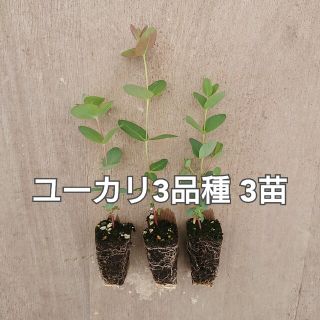 観葉植物【ユーカリ 3品種 3苗】ネコポス匿名発送(ドライフラワー)