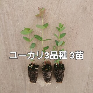 観葉植物【ユーカリ 3品種 3苗】ネコポス配送(プランター)