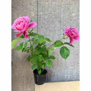 ワバラA◯◯切花品種　薔薇苗　薔薇　挿木苗　バラ　バラ苗(その他)