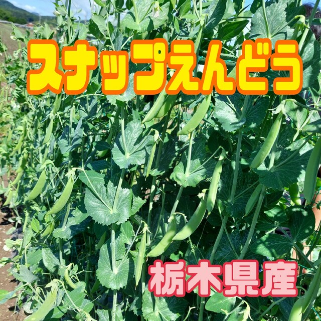 栃木県産　スナップえんどう 食品/飲料/酒の食品(野菜)の商品写真