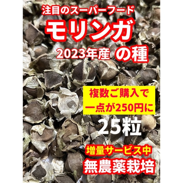 モリンガの種【25粒以上】★安心の無農薬栽培・令和5年産 食品/飲料/酒の食品(野菜)の商品写真