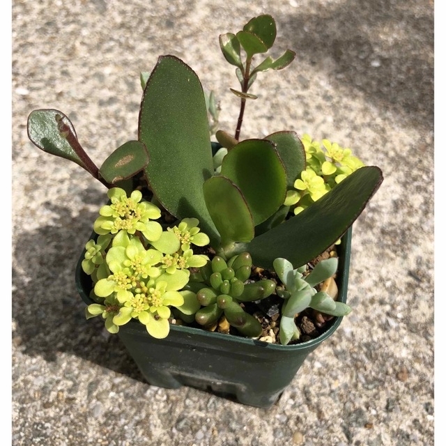 多肉植物❤︎寄せ植え❤︎虹の玉❤︎金のなる木(幸せの木)入り ハンドメイドのフラワー/ガーデン(その他)の商品写真