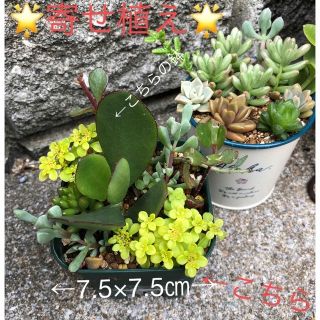 多肉植物❤︎寄せ植え❤︎虹の玉❤︎金のなる木(幸せの木)入り(その他)