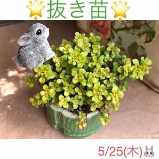 多肉植物❤︎黄金丸葉万年草❤︎抜き苗❤︎ゴールドビューティ、細葉万年草付き♪(その他)