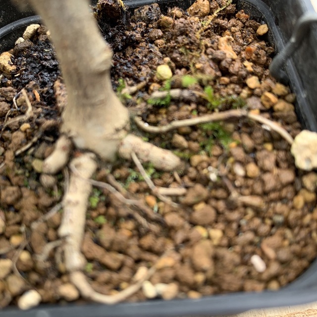 ニレケヤキ盆栽素材　小品盆栽苗木　1 ハンドメイドのフラワー/ガーデン(その他)の商品写真