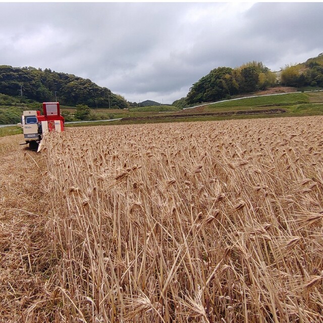 令和５年産紫もち麦「ダイシモチ」１０kg　R5.5.20収穫食品/飲料/酒