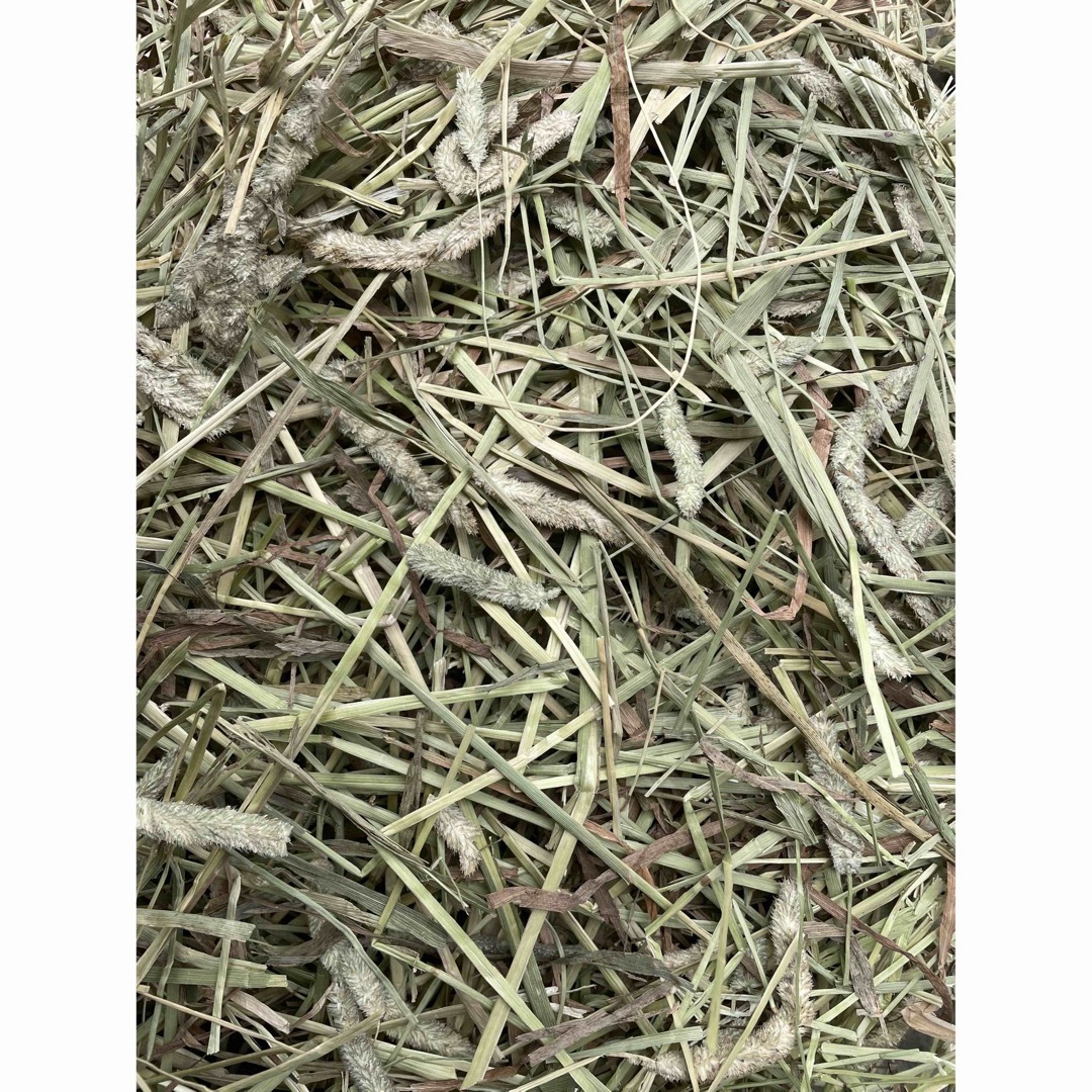 カナダ産 チモシー 20kgの通販 by Hay Shop|ラクマ カナダ産 チモシー 20kg