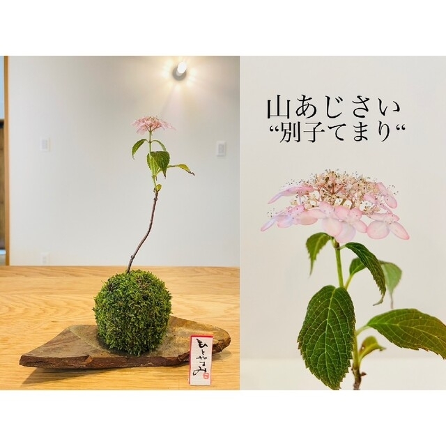 《ひなりんさま専用/ラクマパック》苔玉4点(写真参照)こけ丸の苔玉作品一覧はこちら