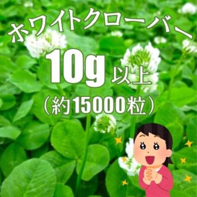 【10g（約1.5万粒）超】ホワイトクローバー　シロツメクサ　種　★蒔き時★ ハンドメイドのフラワー/ガーデン(プランター)の商品写真